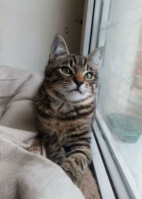 Хищный полосатый котёнок мальчик ищет дом! Котята в хорошие руки!