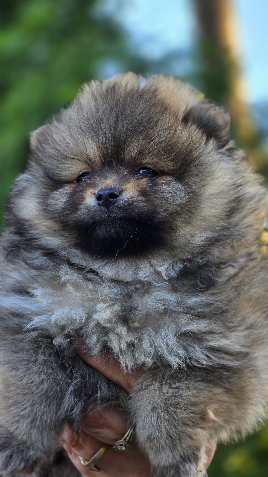 Pomeranian cudowna suczka