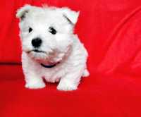 West Highland White Terrier gotowy do zmiany domu