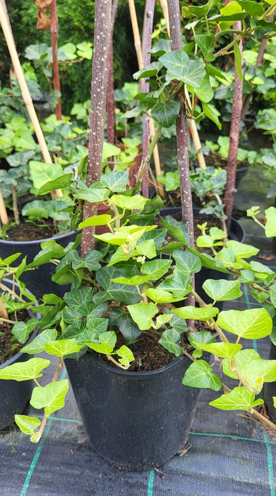 Hosta, funkia,  bluszcz zimozielony  , pysznogłówka sadzonka