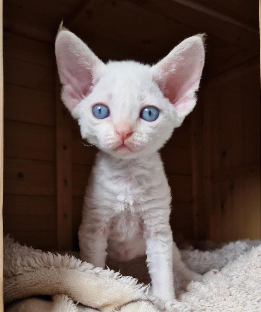 Kot Devon Rex kremowy point