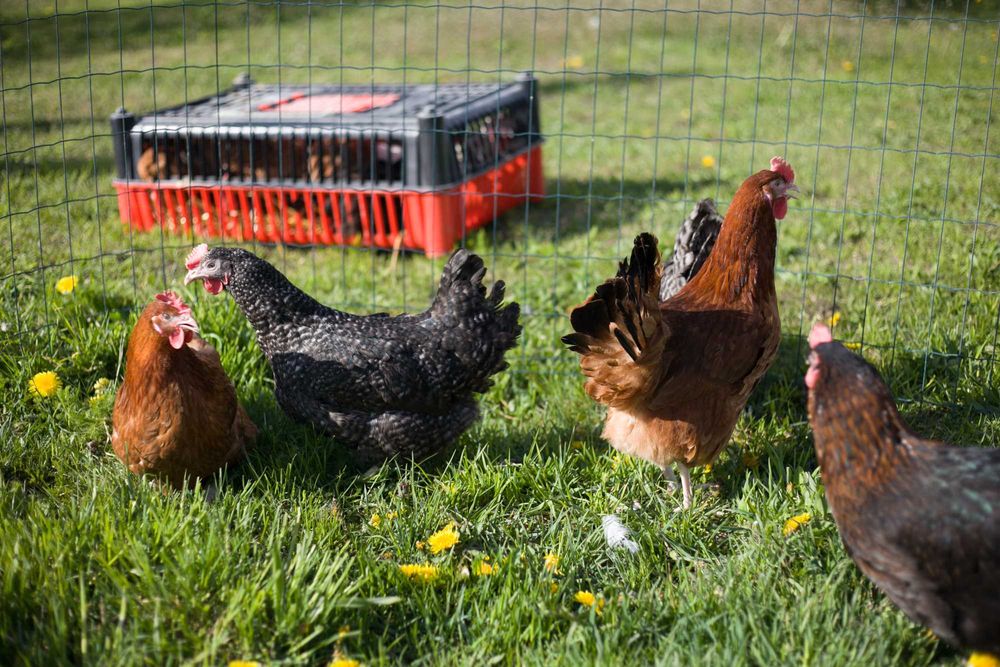 Kury Nioski kokoszki