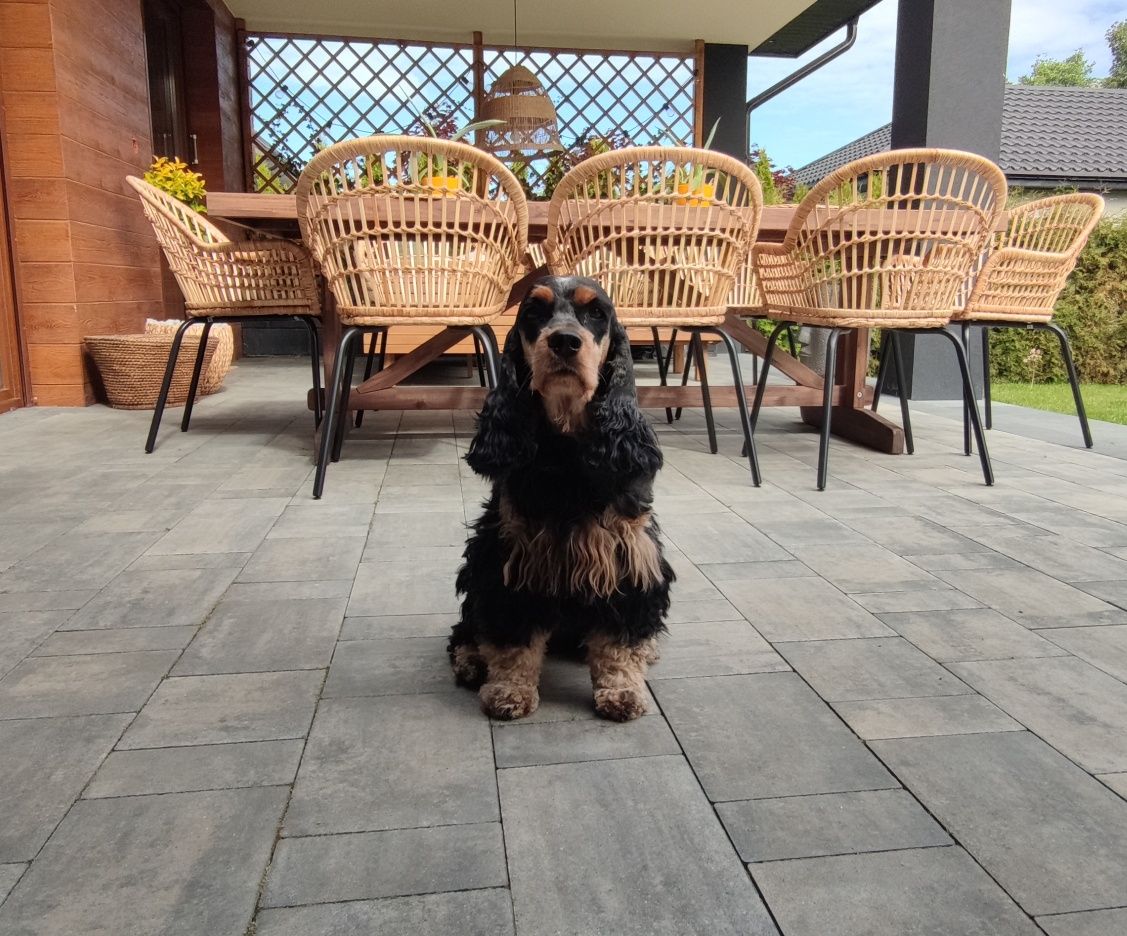 Cocker spaniel angielski