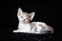 Devon Rex* dziewczynka Eugenia* liliowy arlekin