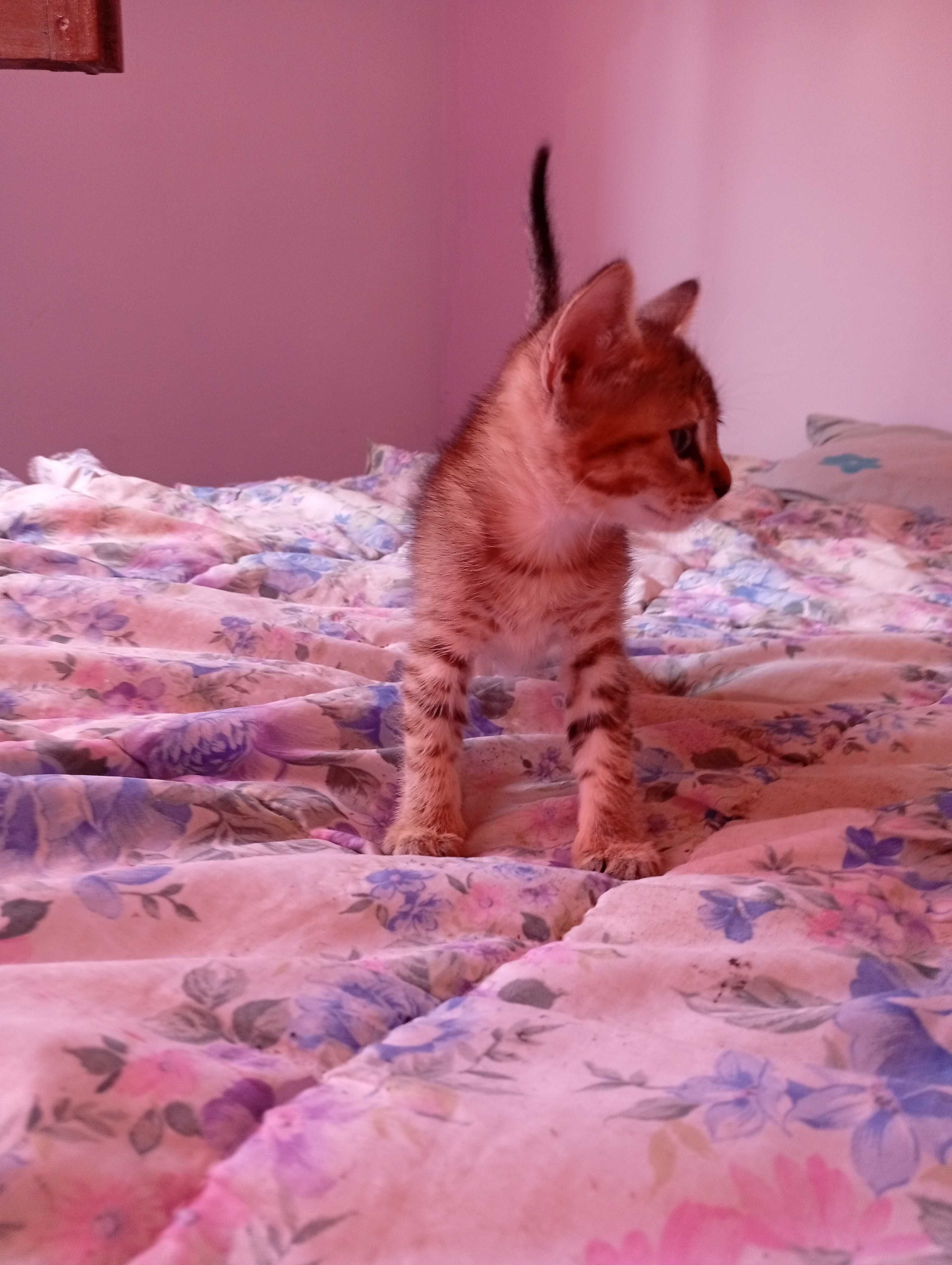 Gatos com 2 meses para adoção