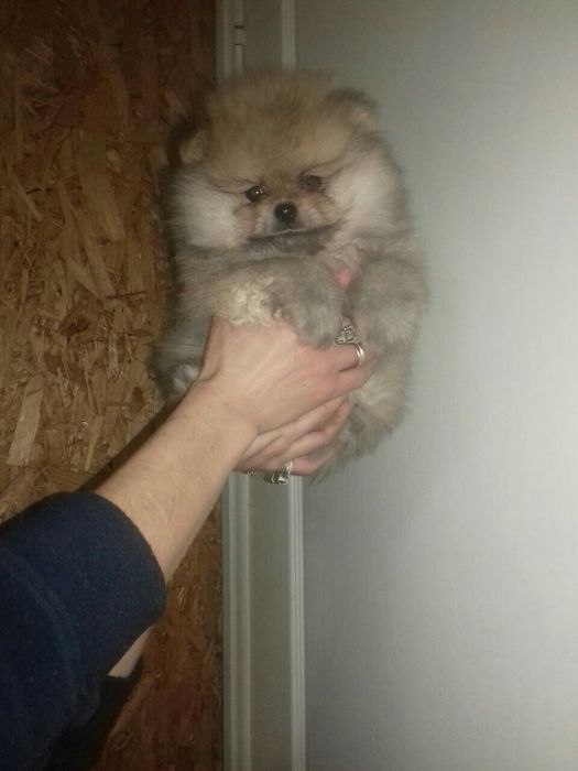 Щенки в тип мішка! До свят. Львів