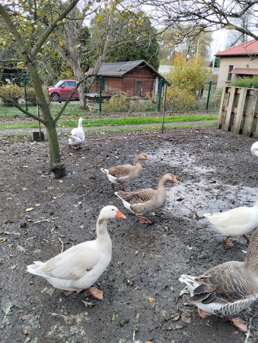 Sprzedam gęsi pare