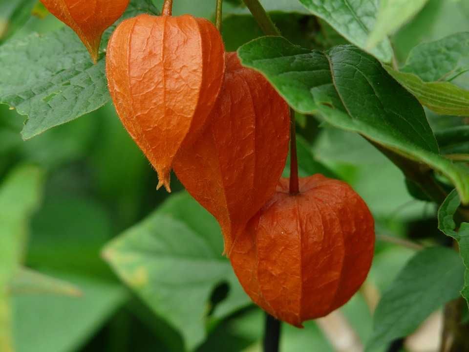 Sementes de Lanterna Chinesa - Physalis franchetii