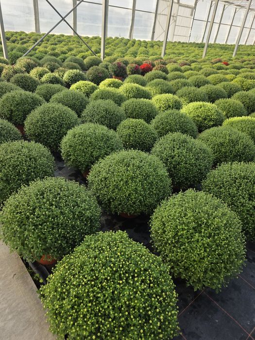 CHRYZANTEMY, chryzantema