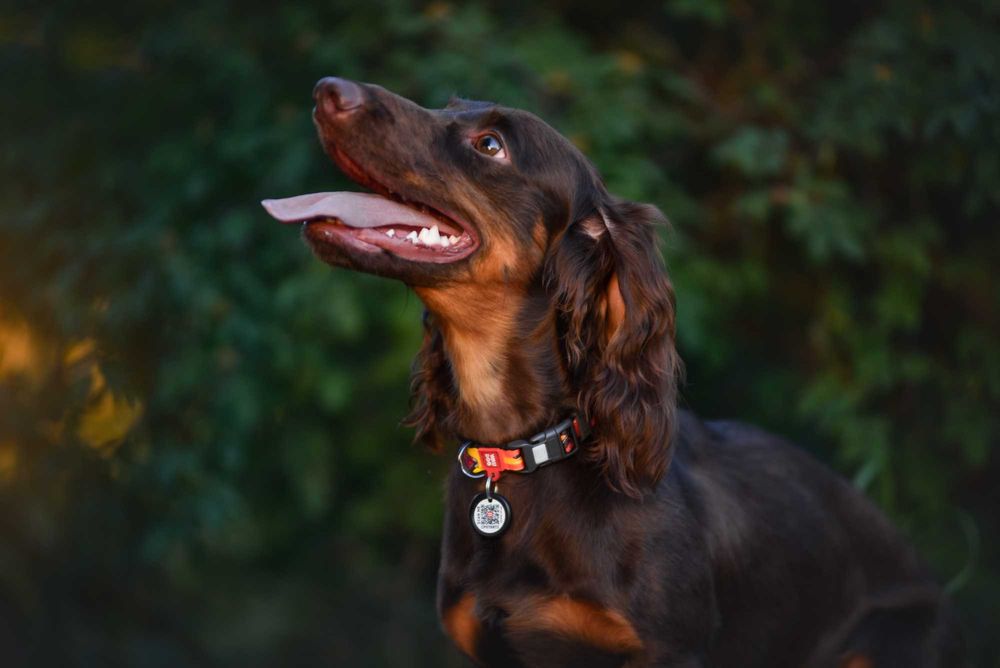 Кобель длинношерстной стандартной таксы для вязки