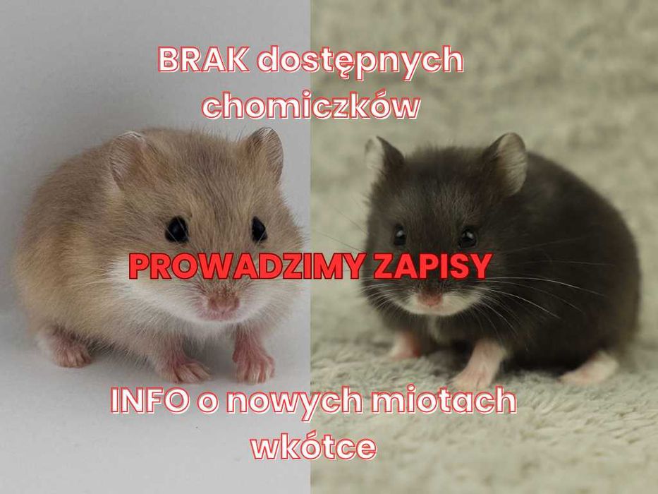 Chomik, chomiki, chomiki campbella, rodowodowe chomiki campbella