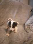 Jack Russell Terrier piesek