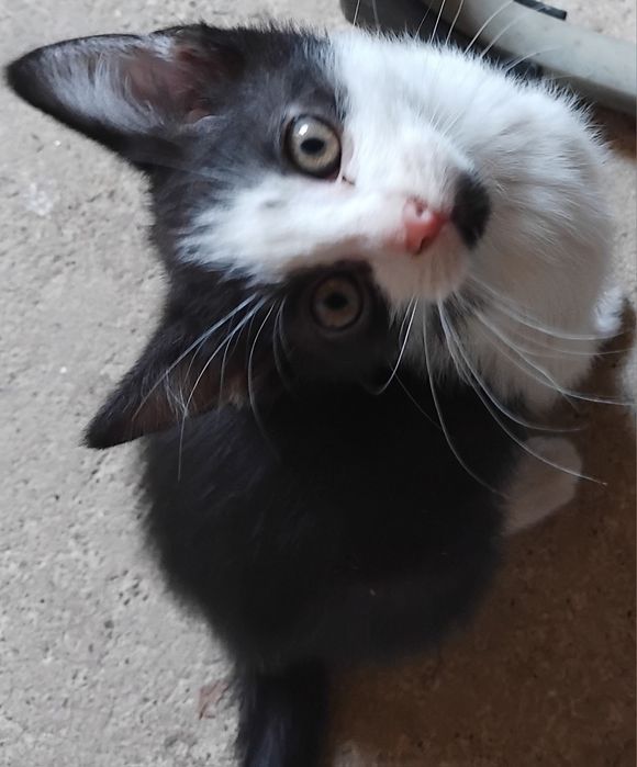 Kocięta szukają swojego Człowieka