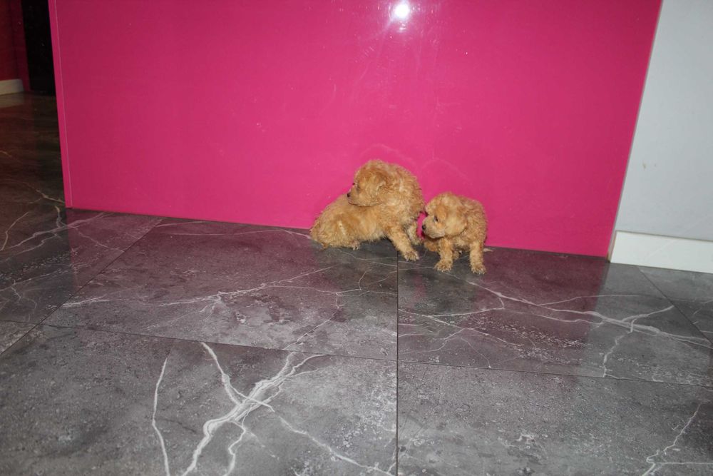 Maltipoo hybryda Maltańczyk i Pudel Piesek