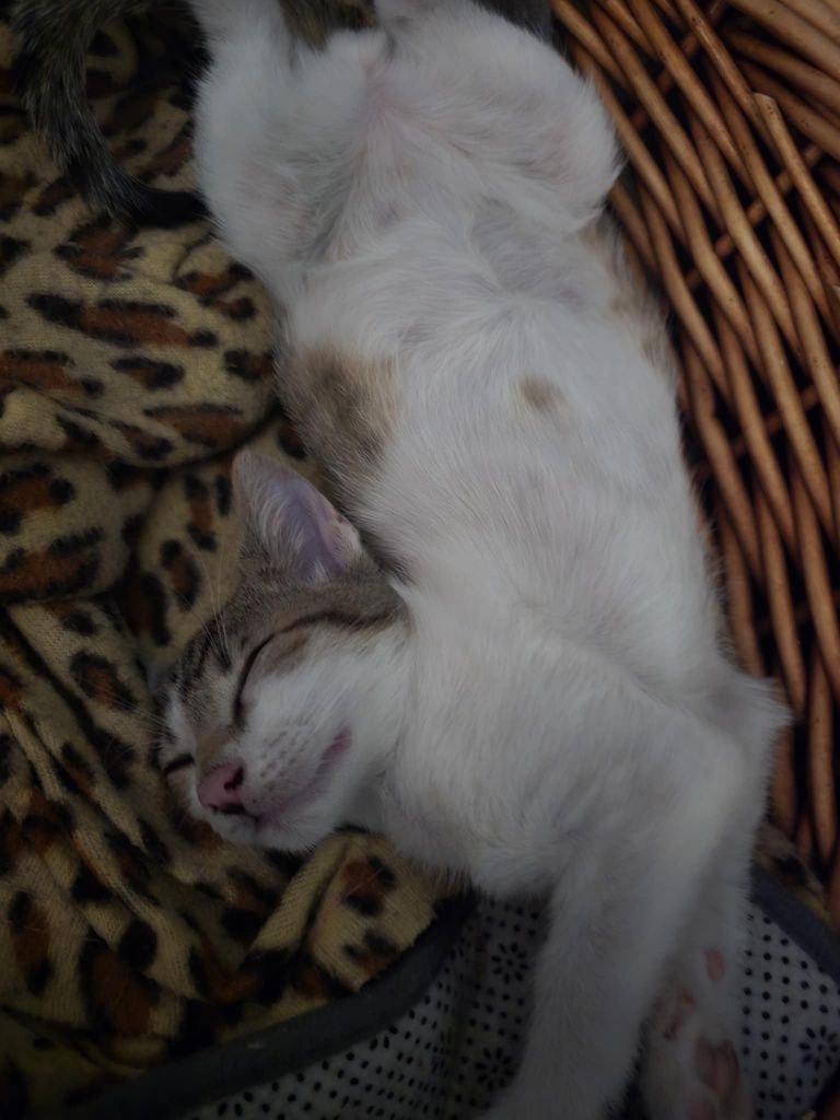 Kociaczek Franek do adopcji