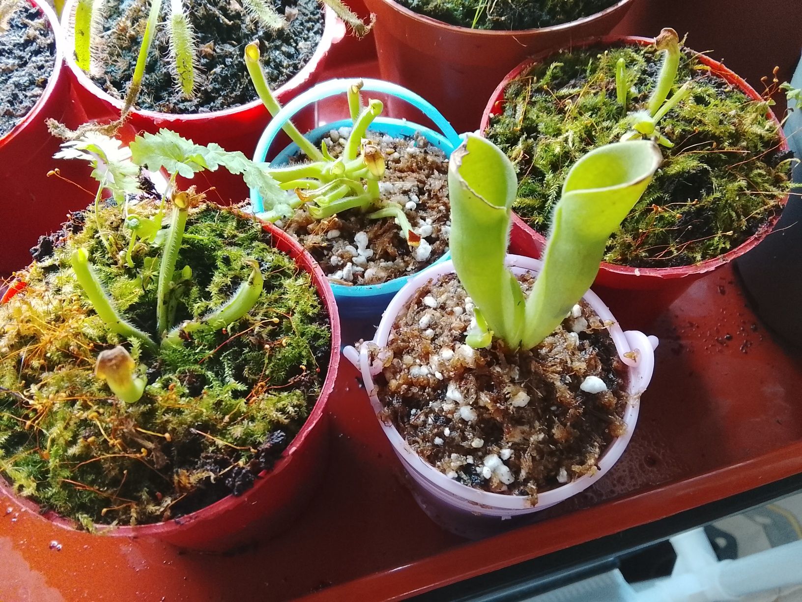 Planta carnívora (heliamphora)