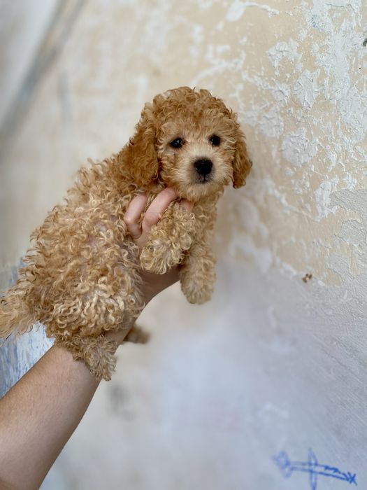 Элитный карамельный мальчик мальтипу