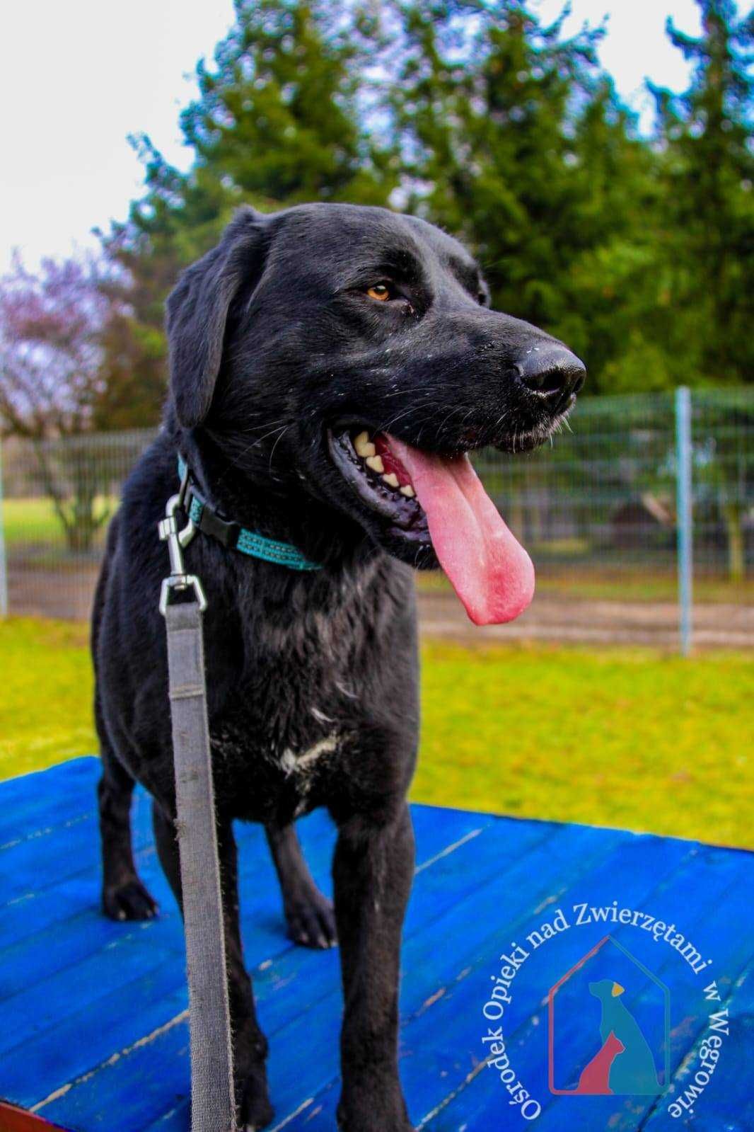 WESOŁY, MĄDRY, fajny psiak w typie labradora - adoptuj, nie kupuj