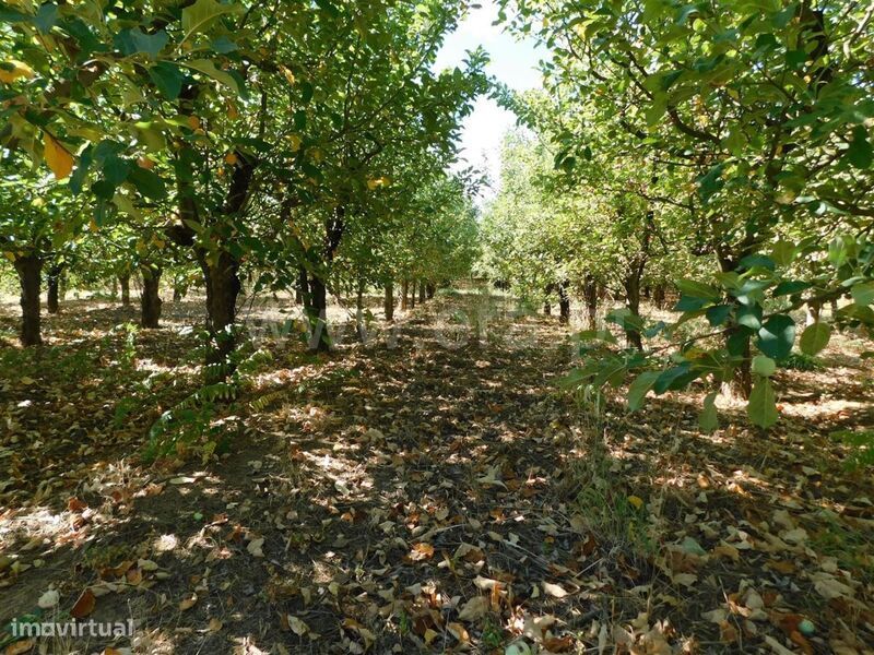 Terreno / Fundão, Souto da Casa