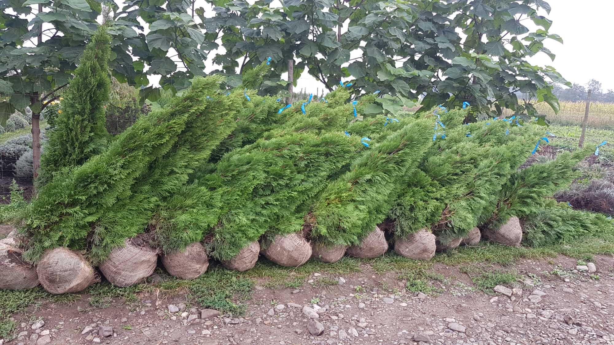 Туя Смарагд 1 м + 1.70 фінальний розпродаж поля