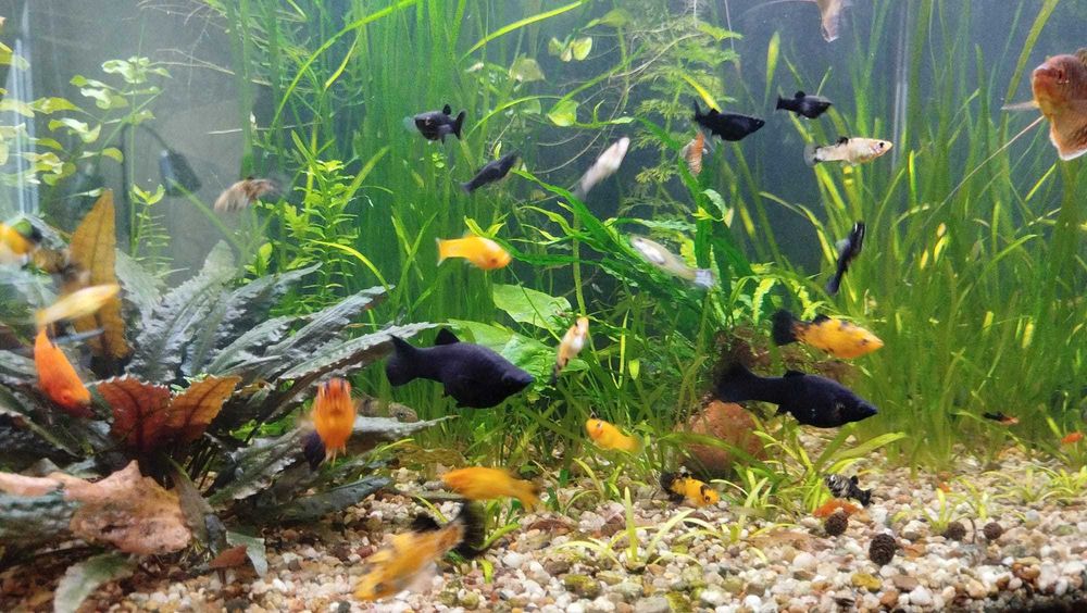Rybki akwariowe molinezje