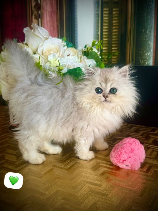 Kotka Srebna Szynszyla Pers Perski z Rodowodem Chipem nie Szkocki