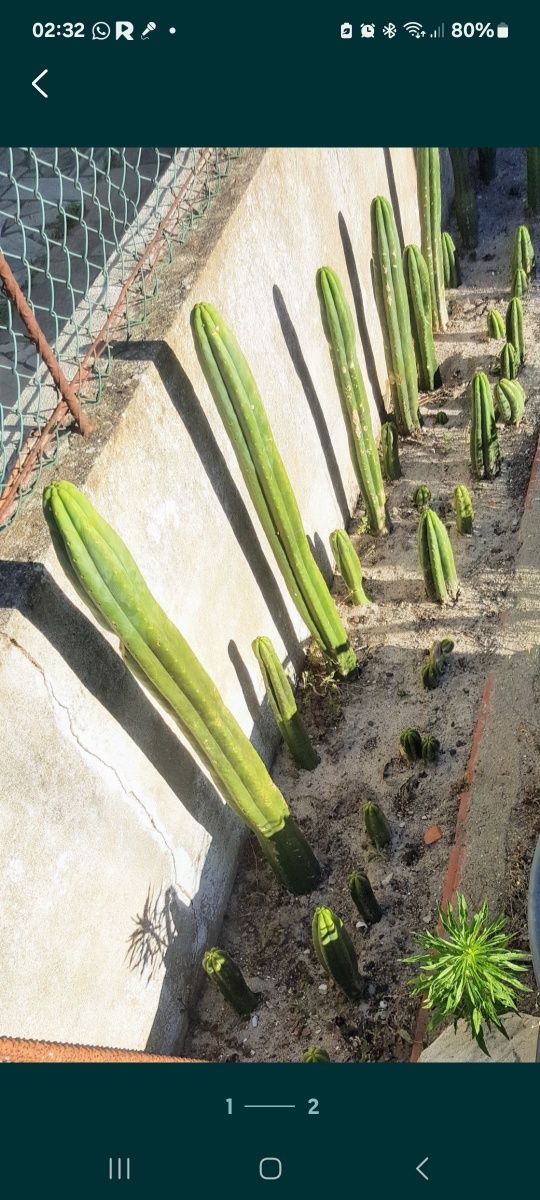Cactos São Pedro Wachuma