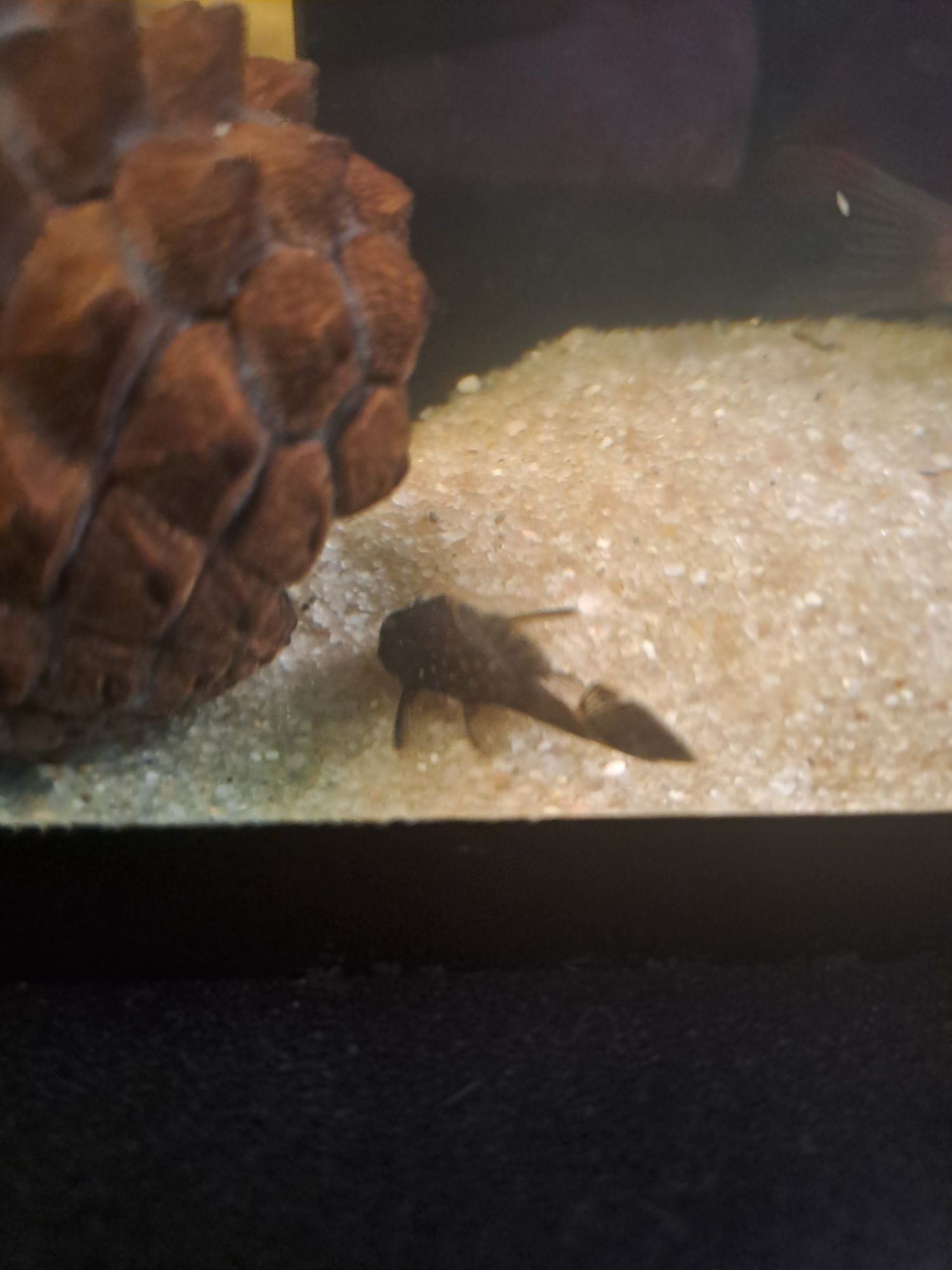 Ancistrus Sp e albinos