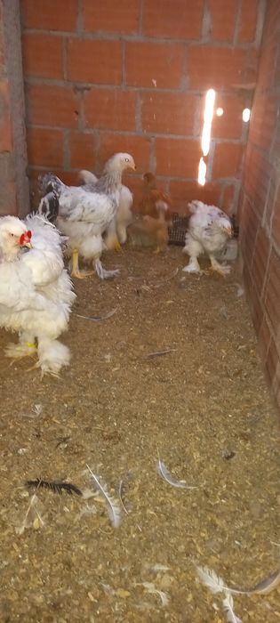 Galinhas Brahmas