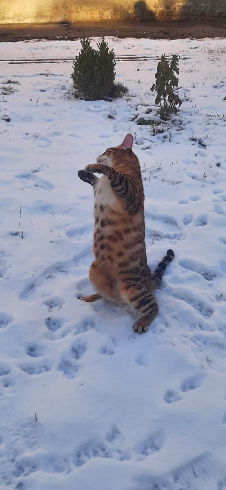 Бенгальский кот. Бенгал.