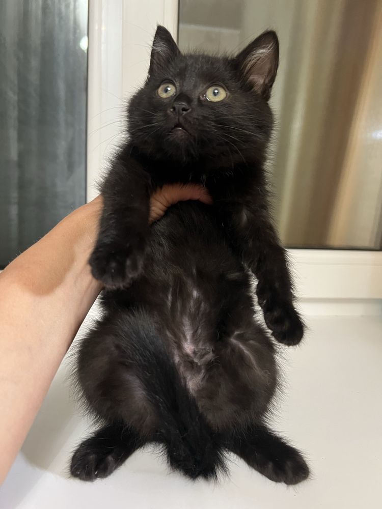 Кошеня пацан 3 міс