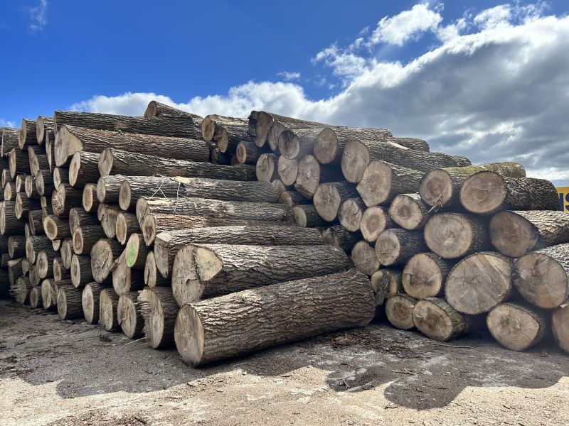 Skup drewna – papierówka, kłody, dłużyce, tj sosna świerk topola