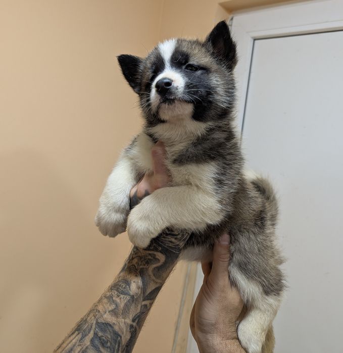 Шикарні хлопчики та дівчатка