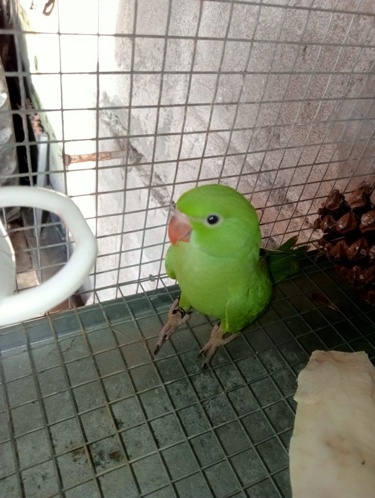 Ring neck verde para seder