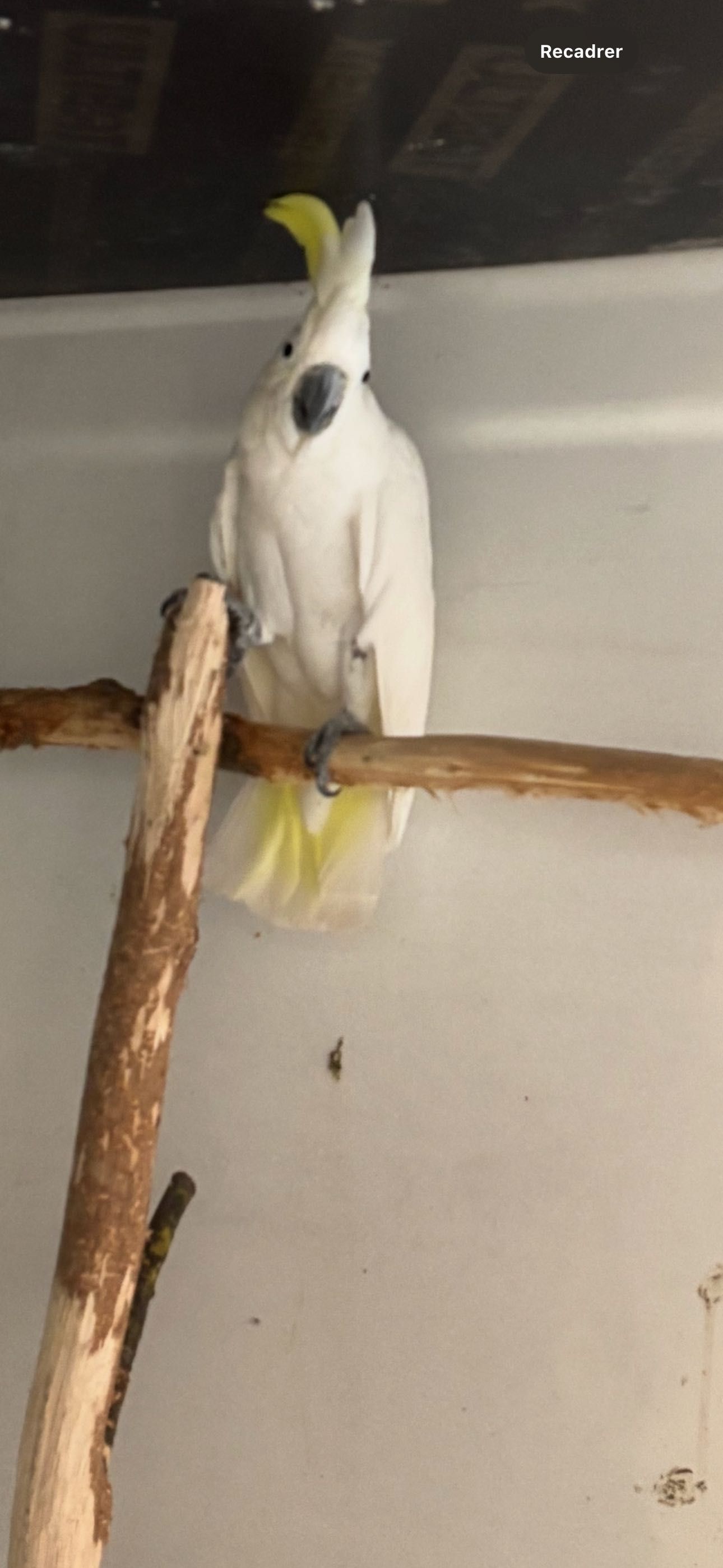 Cacatua galerita