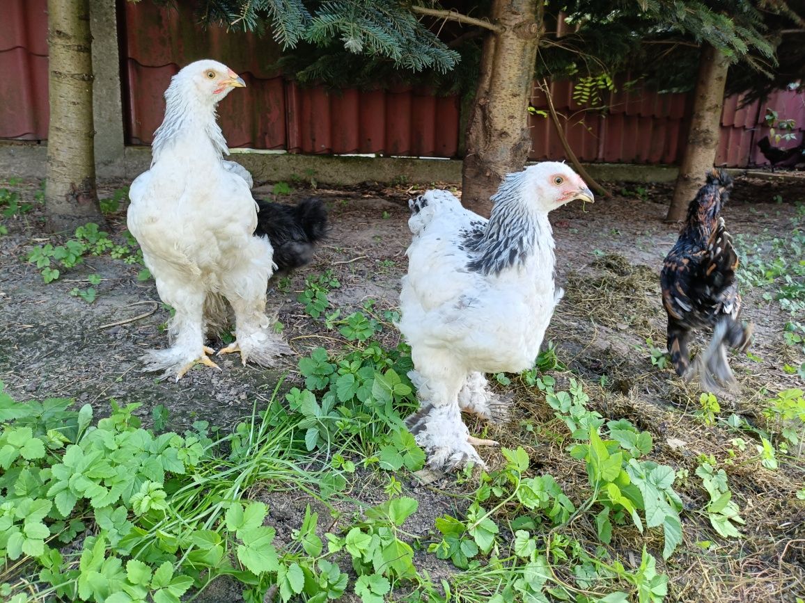Brahma olbrzymia kura kogut gronostajowa