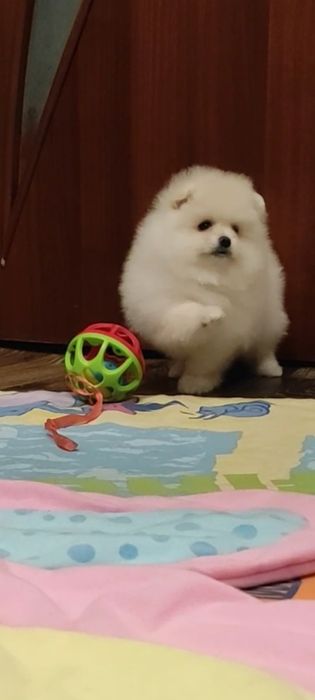 Померанский шпиц. Девочка