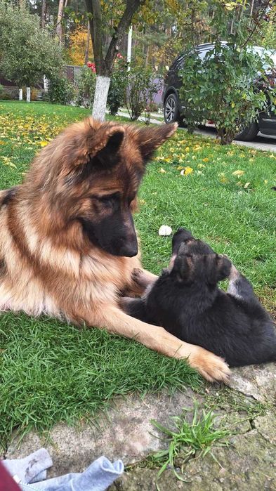 Щенята німецької вівчарки