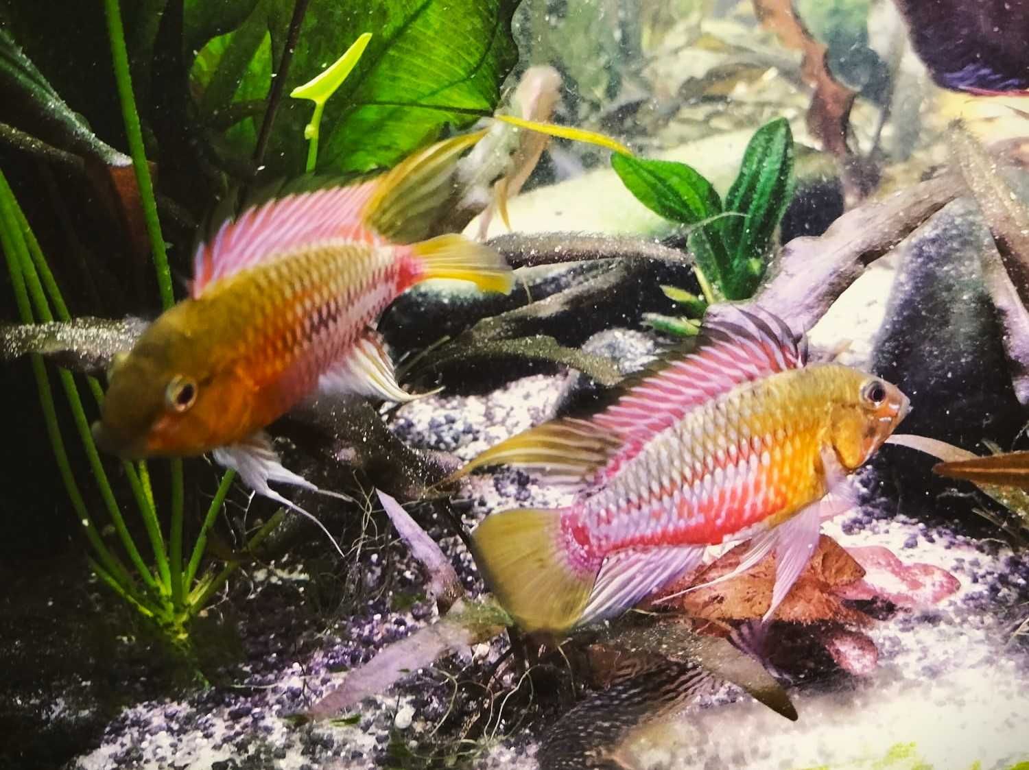 Hongsloi Apistogramma