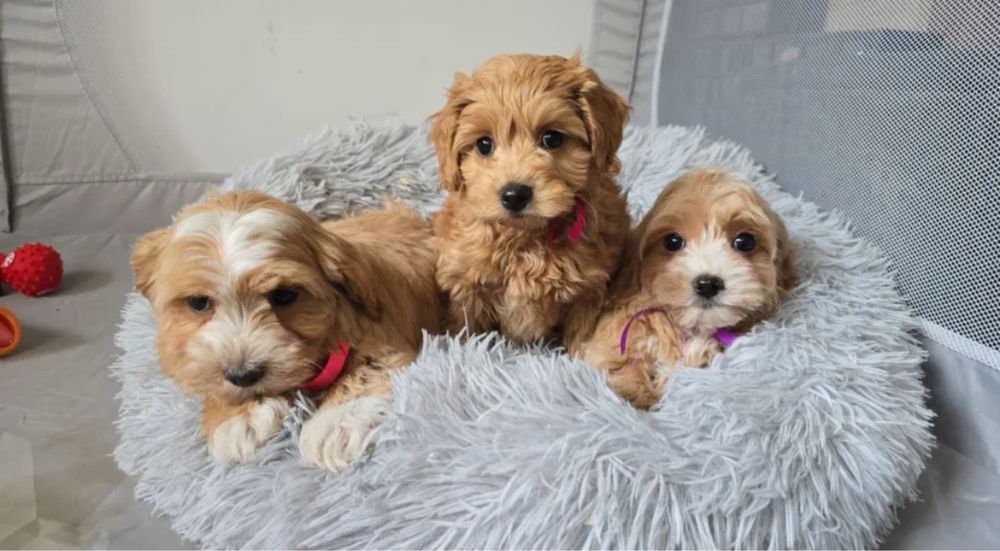 Елітні Мальтипу Київ від 800€ Мальтипу ф1 Мальтипу ф2 той Пудель