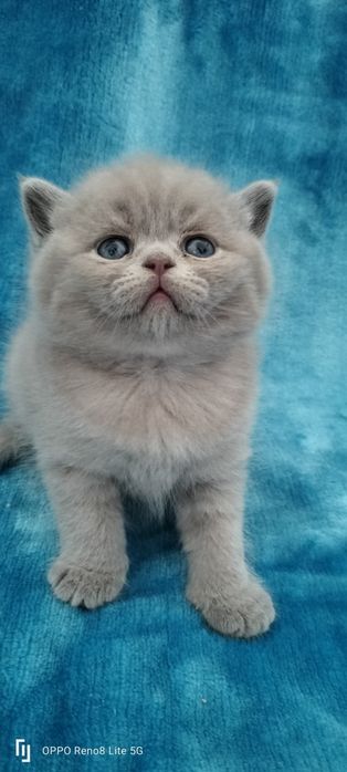 Macho British Shorthair lilac