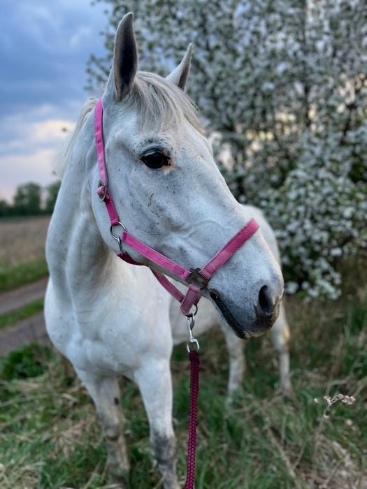 Продам кобылу