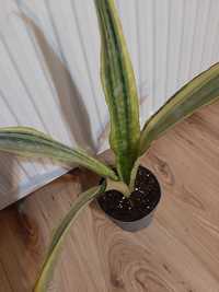 Duża Sansevieria o żółto zielonych liściach.