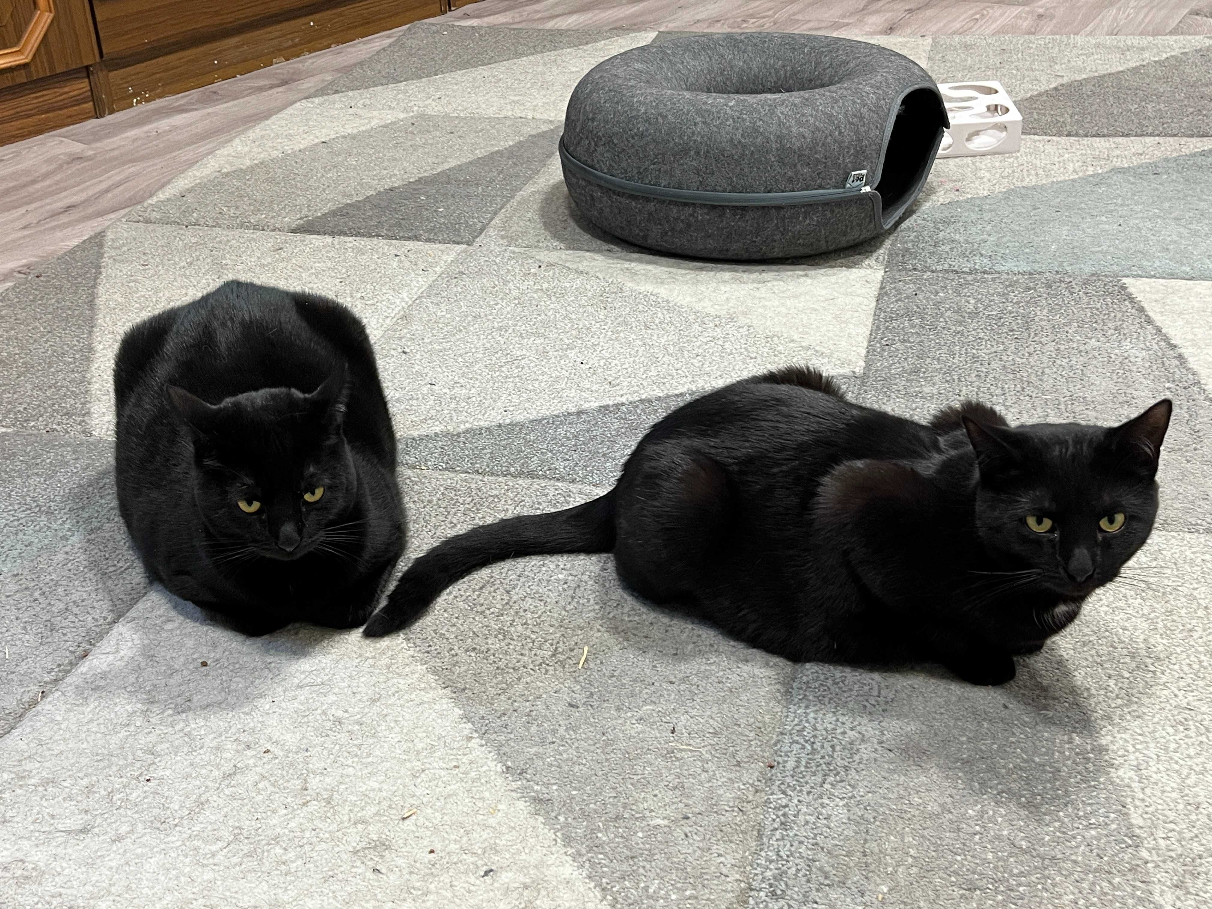 Hania, Frania, Zuzia, Rózia, Matylda siostrzyczki do adopcji