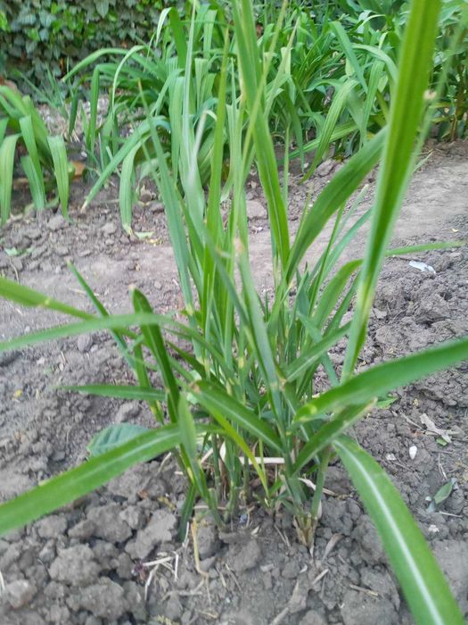 Садовые растения