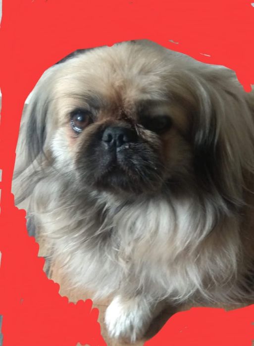 Пикинес добрый друг.