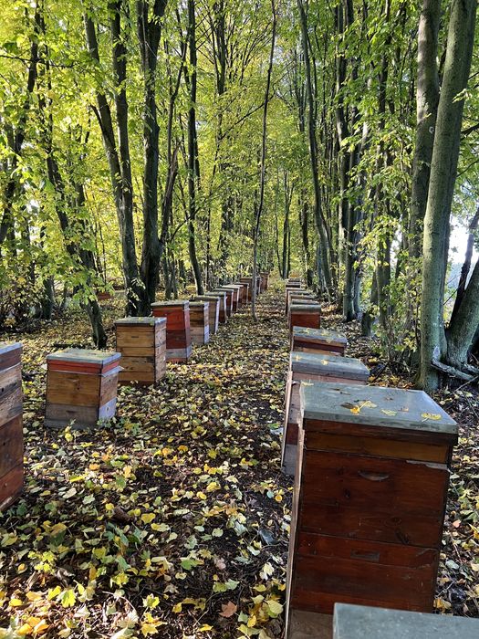 Запилення медоносних рослин