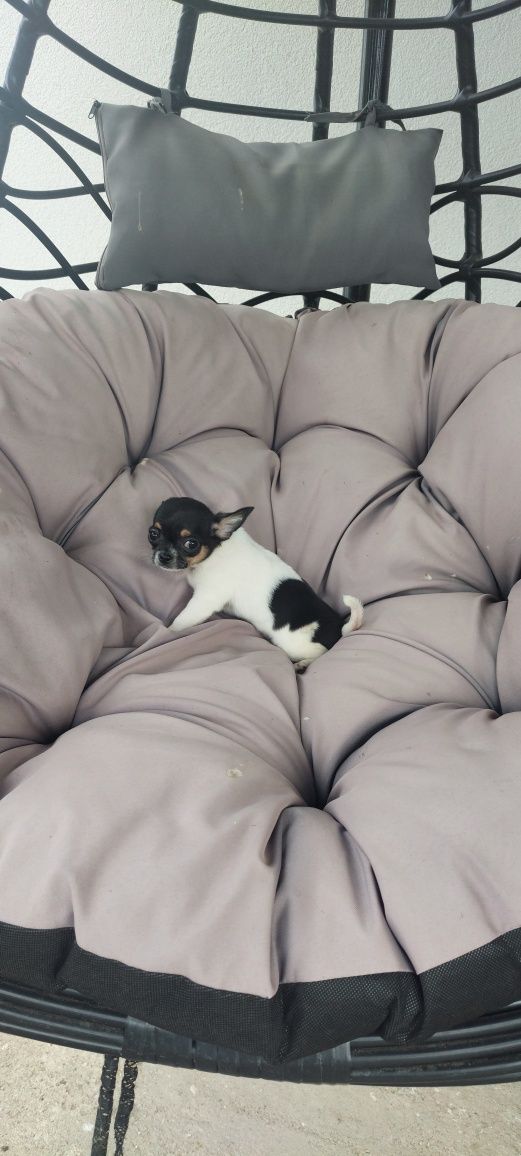 Chihuahua cudny tricolorek