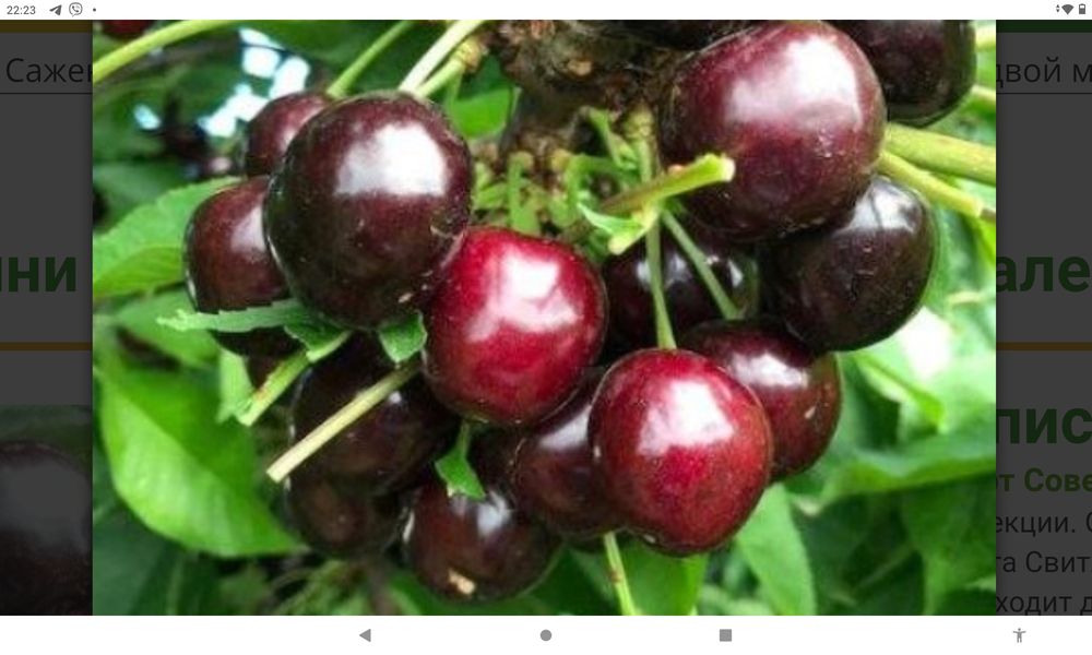 Продам саджанці дерев різних плодових культур сучасних сортів