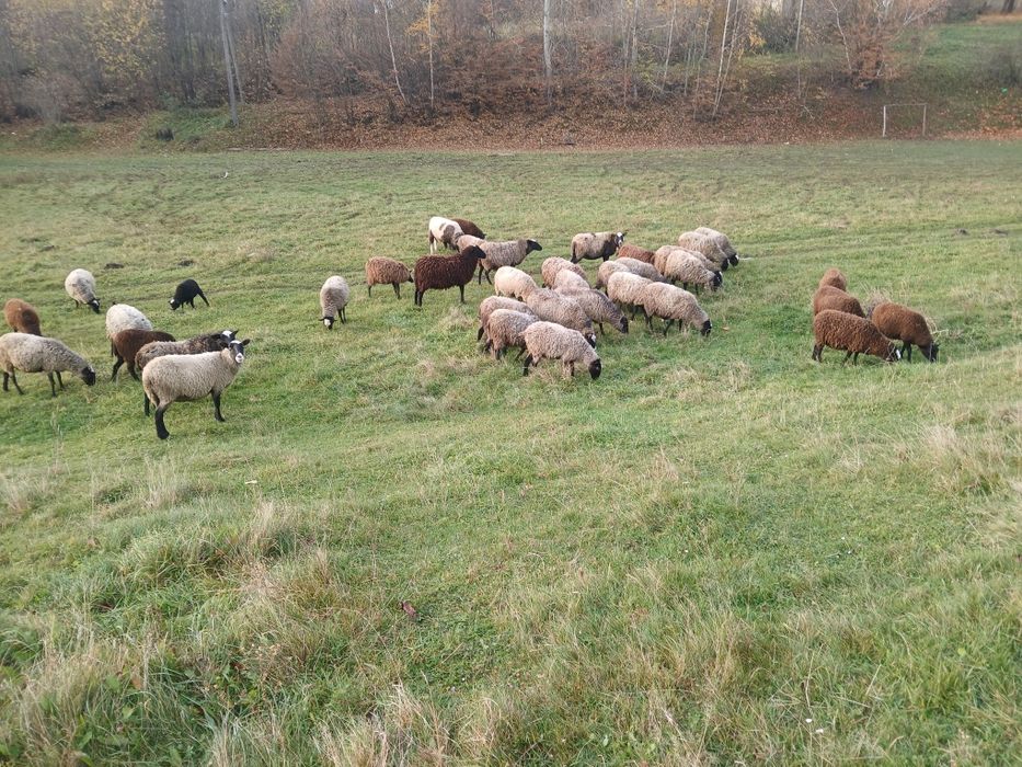 Вівці,ягнята романівські
